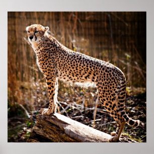 Pôster Cheetah