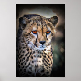 Poster Cheetah