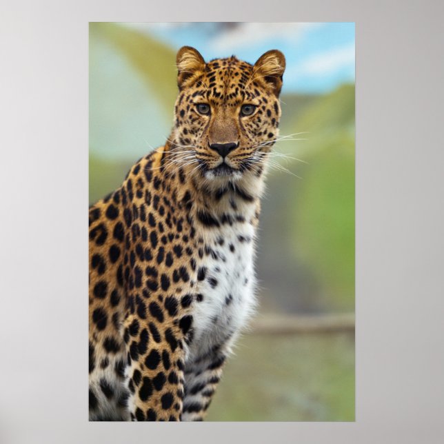 Poster Cheetah (Frente)