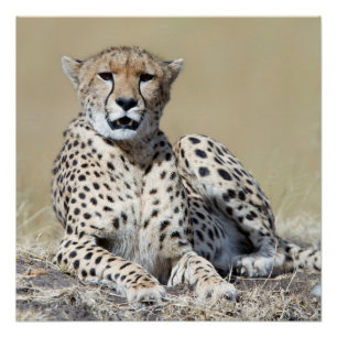 Pôster Cheetah