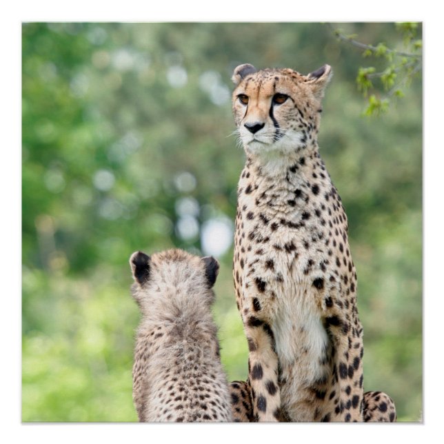 Pôster Cheetah 004 (Frente)