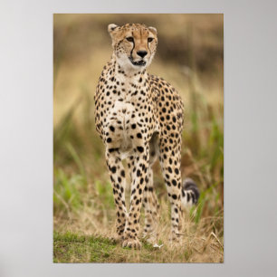 Poster Cheetah, Acinonyx jubatus, no Masai Mara