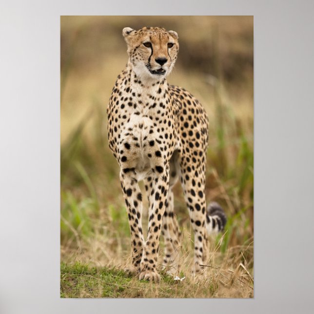 Poster Cheetah, Acinonyx jubatus, no Masai Mara (Frente)
