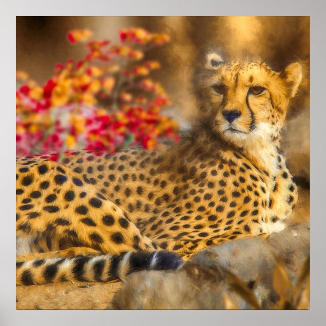 POSTER CHEETAH APENAS CHILLIN (Frente)