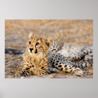 Poster Cheetah Cub