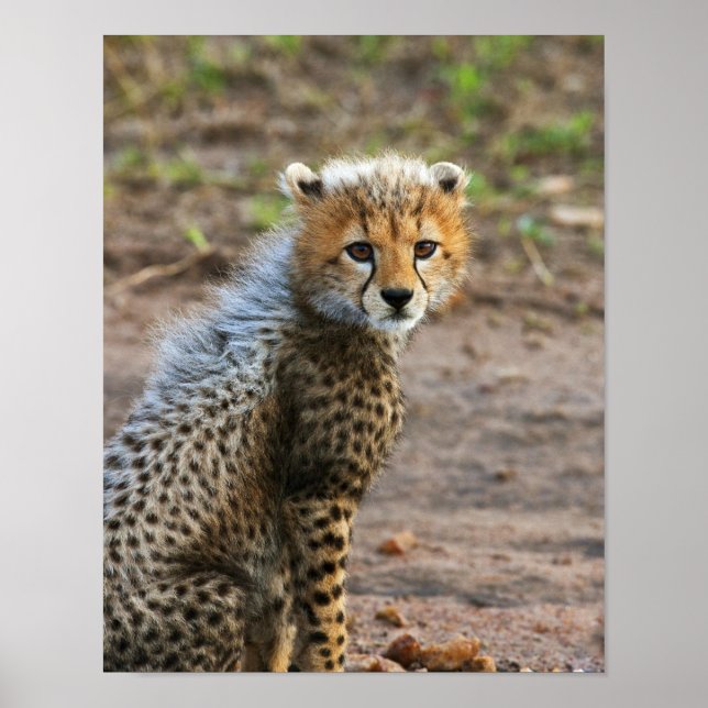 Pôster Cheetah Cub Acinonyx Jubatus) (Frente)
