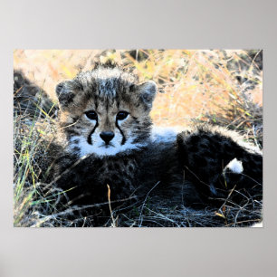 Pôster Cheetah cub canvas print