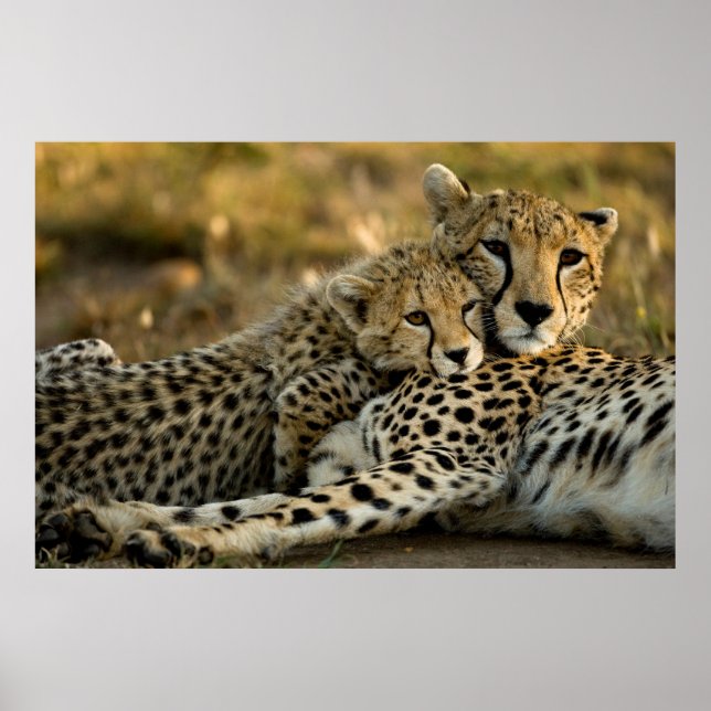 Poster Cheetah Cub Inundado com sua mãe (Frente)
