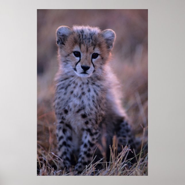 Pôster Cheetah Cub | Savannah, Quénia (Frente)