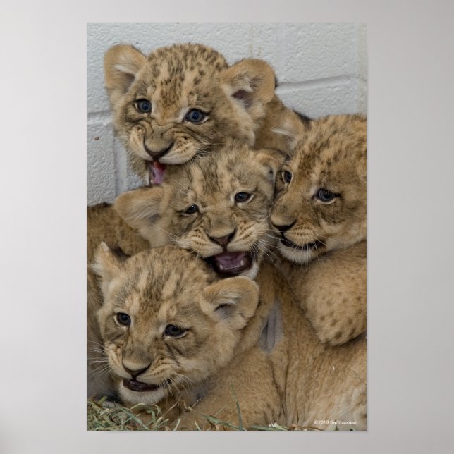 Poster Cheetah Cubs Brincando (Frente)