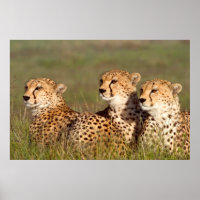 Cheetah Deitado Em Grama, Ngorongoro Conservation