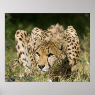 Pôster Cheetah Down Low