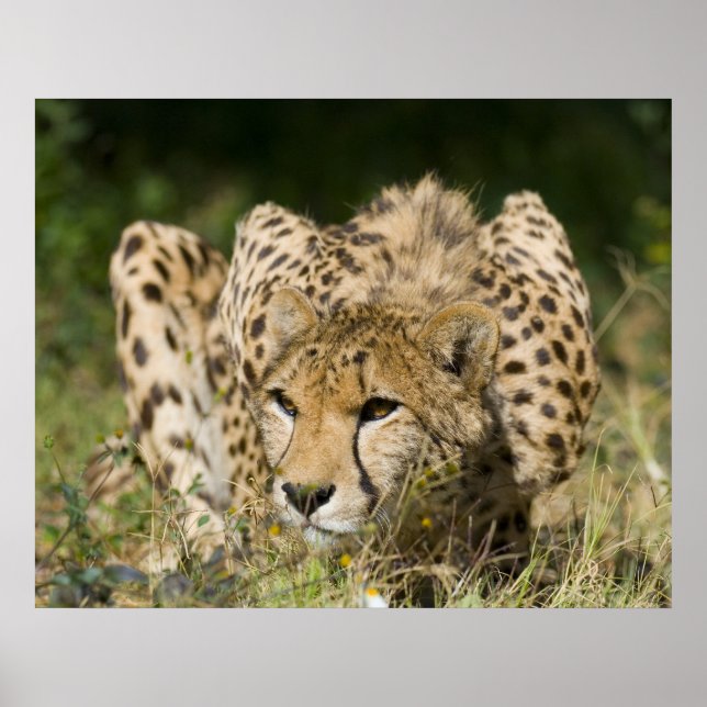 Pôster Cheetah Down Low (Frente)