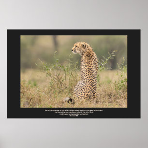 Poster Cheetah In Quiet Contemplation Personalize Text