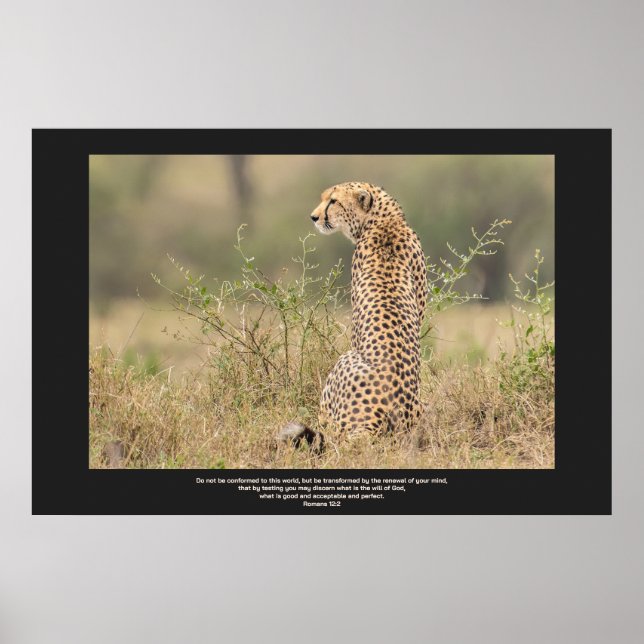 Poster Cheetah In Quiet Contemplation Personalize Text (Frente)
