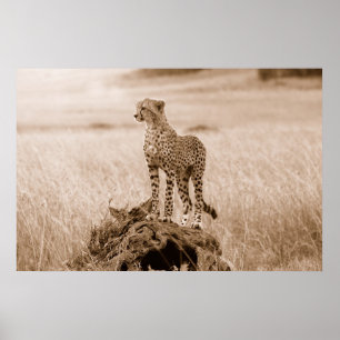 Poster Cheetah Kenya Africa
