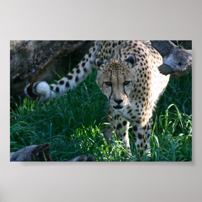Poster Cheetah na caça (Frente)