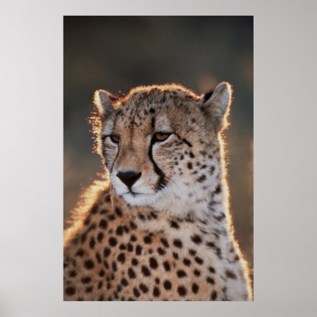 Pôster Cheetah olhando para longe (Frente)