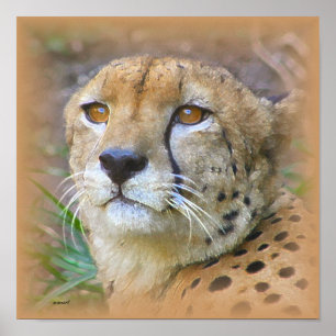 Poster Cheetah portrait