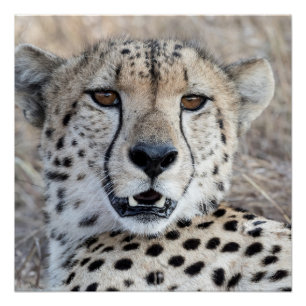 Pôster Cheetah Portrait
