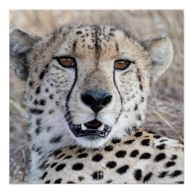Pôster Cheetah Portrait (Frente)