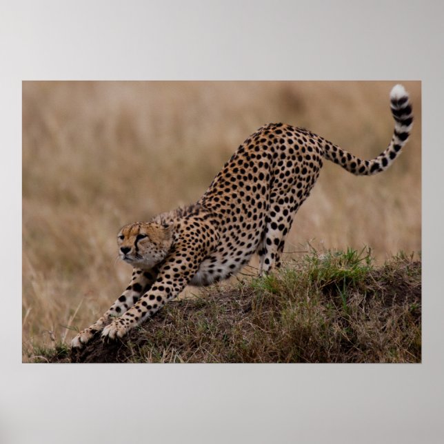 Poster Cheetah Stretch (Frente)
