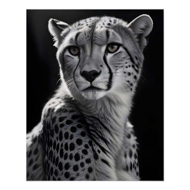 Pôster Cheetah Willife Wallpaper majestoso da Nature (Frente)