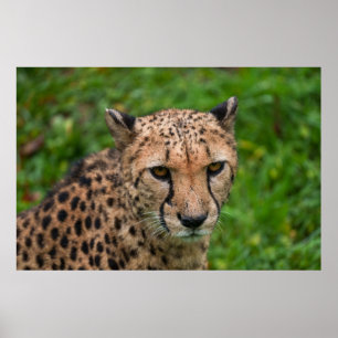 Poster Cheetah's Intense Gaze