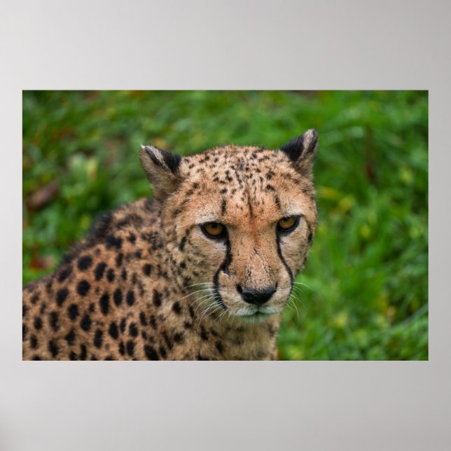 Poster Cheetah's Intense Gaze (Frente)