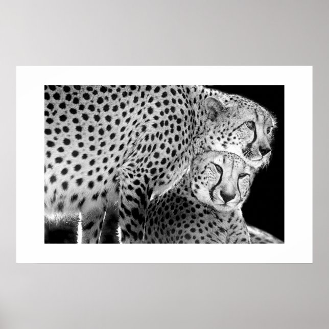 Pôster Cheetahs nº 1 (Frente)