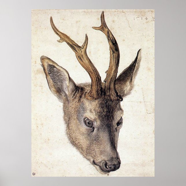 Poster Chefe de Stag - Albrecht Durer - c1503 (Frente)