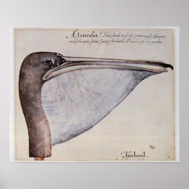 Pôster Chefe de um Pelicano Marrom (Frente)