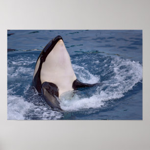 Poster Chefe do assassino de baleias