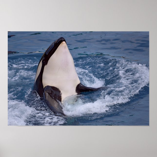 Poster Chefe do assassino de baleias (Frente)