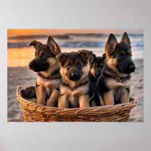 Poster Cheio de cesto de estuppias de German shepherd