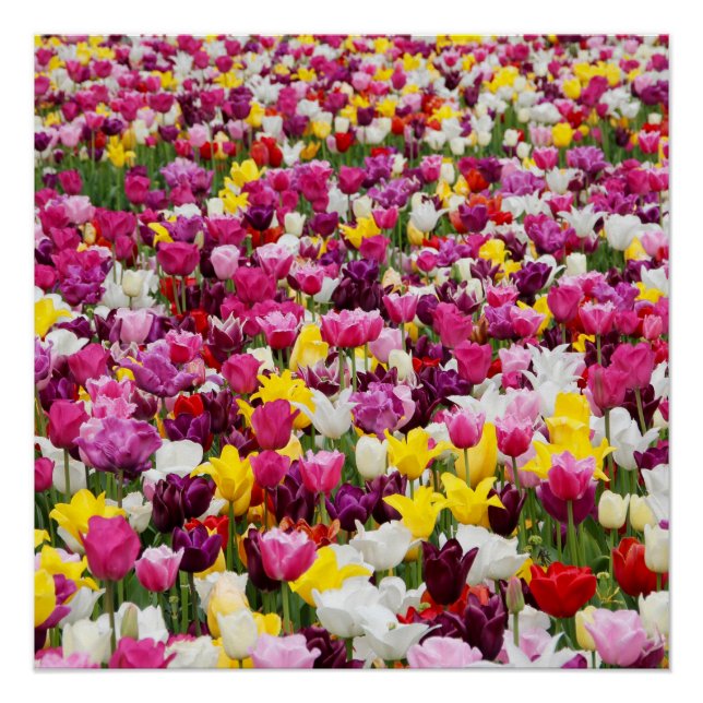 Pôster cheio de tulipas (Frente)