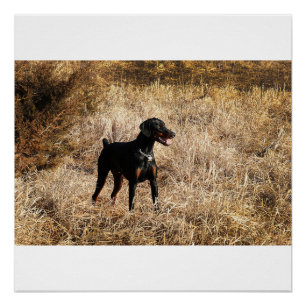 Pôster cheio no campo