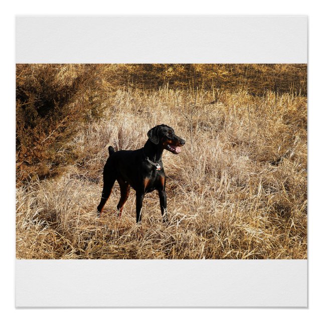 Pôster cheio no campo (Frente)