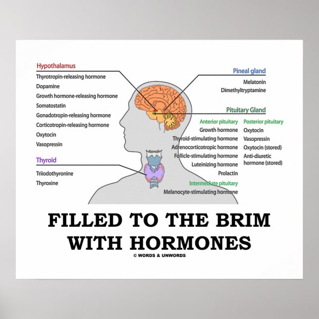 Pôster Cheio Para O Brim Com Hormonas Endocrina Humor (Frente)