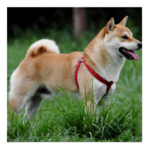 Pôster cheio shiba 2