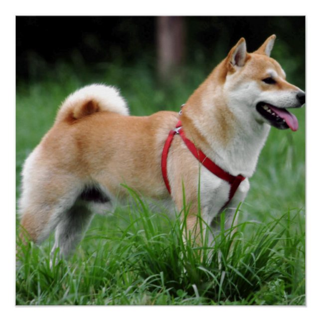 Pôster cheio shiba 2 (Frente)