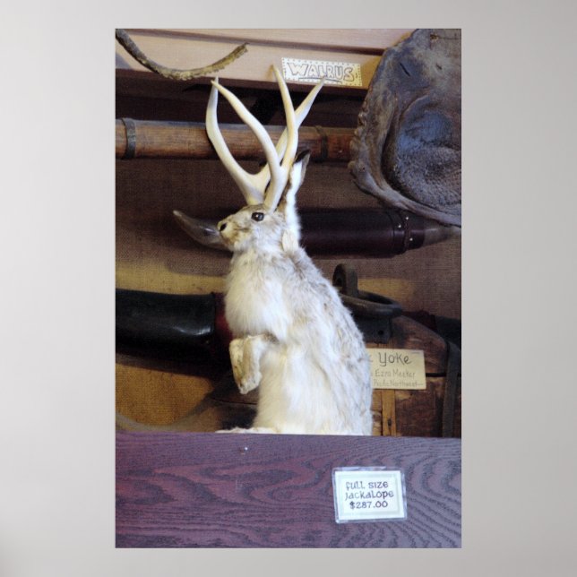 Pôster Cheio tamanho Jackalope $ 287,00 (Frente)