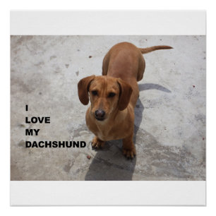 Pôster cheio vermelho dachshund w pic