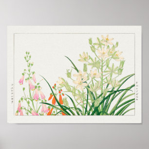 Poster Chelone barbata, Ornithogalum por Tanigami Konan