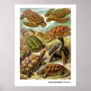 Poster Chelonia de Ernst Haeckel