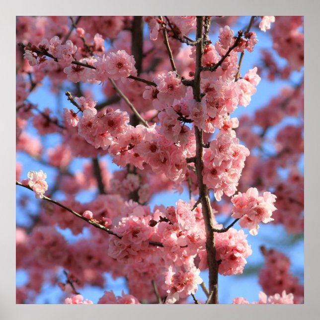 Poster Cherry Blossom (Frente)