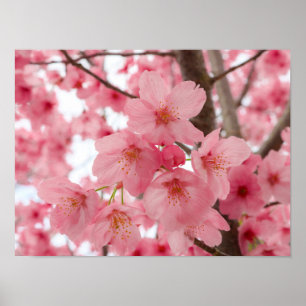 Poster Cherry Blossom