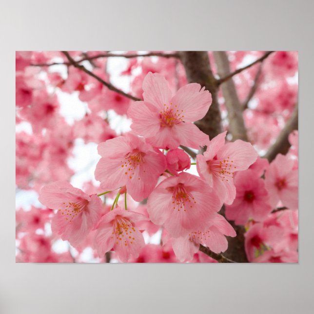 Poster Cherry Blossom (Frente)