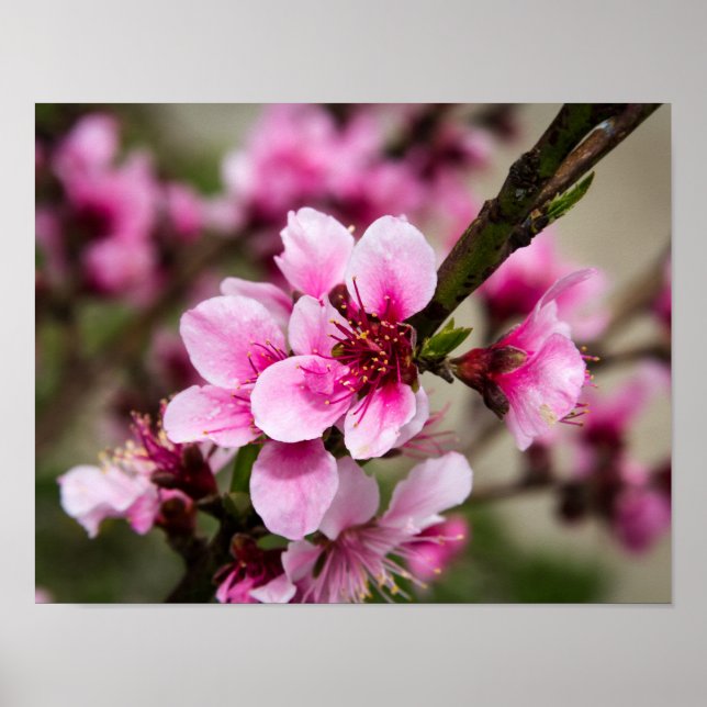 Pôster Cherry Blossom (Frente)