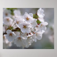 Cherry Blossom 2